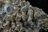 Wide Ammonite Plate - Over Ammonites #14317-1